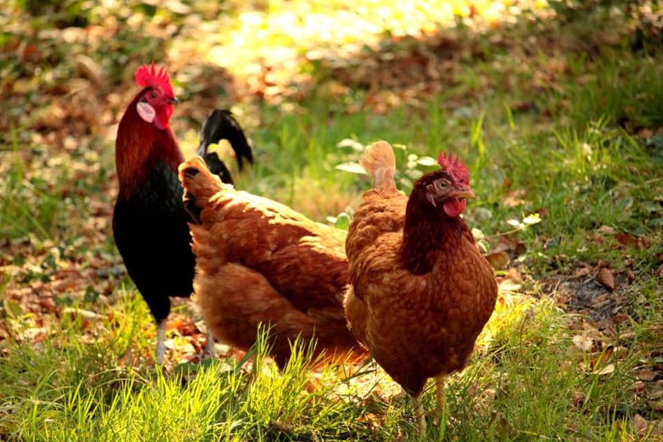 2 Coeurs 2 Landes Διαμέρισμα Garrosse Εξωτερικό φωτογραφία