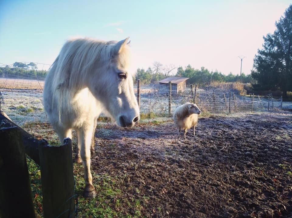 2 Coeurs 2 Landes Διαμέρισμα Garrosse Εξωτερικό φωτογραφία